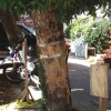 Corymbia ficiolia at 1478 Page, in 2002, before being chopped down.