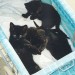 The 4 kitties go for a buggy ride. Photo by Connie Davis.